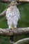 Young Cooper`s Hawk Perched on One Leg