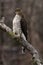 Young Cooper\'s Hawk Perched on Tree Branch in Profile