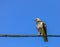 Young Cooper`s Hawk on wire.