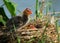 Young Coot chicks on nest.