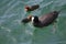 Young coots, coot fledgling with big feet in lake