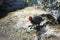 Young coots, coot fledgling with big feet in lake