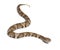 Young Copperhead snake or highland moccasin