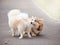 A young corgi dog walks with its owner in an autumn park