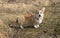 Young corgi outdoors in early spring