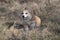 Young corgi outdoors in early spring