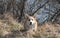 Young corgi outdoors in early spring