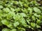 Young coriander - cilantro plants