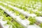 Young coriander plant in hydroponic farm