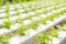 Young coriander plant in hydroponic farm