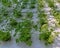 Young coriander plants in the nursery