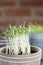 Young Coriander Seedlings in Pot