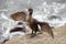 Young cormorant spreads wings wide to dry feathers