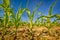 Young corn field crop view