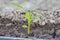 Young corn in field with drip irrigation