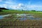 Young corn field after heavy late spring rain