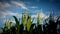 Young corn filed with blue sky at sunset - agriculture