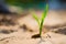 young corn growing in field and morning