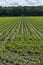 Young corn mais plants growing on farming fields