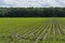 Young corn mais plants growing on farming fields