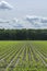 Young corn mais plants growing on farming fields