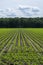 Young corn mais plants growing on farming fields