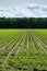 Young corn mais plants growing on farming fields