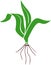 Young corn maize plant with green leaves and root system