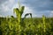 Young corn plant in morning sun