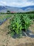 Young corn plants with black LDPE plastic mulch layer Okanagan Valley  BC  Canada