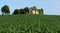 Young corn plants in a cornfield with an abandoned ancient house made of stones and a single tree on background