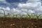 Young corn plants field