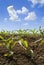 Young corn plants field