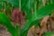 Young corn plants in a field. Maize or sweetcorn plants background