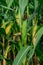 Young corn plants in a field. Maize or sweetcorn plants background