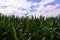 Young corn plants in a field. Maize or sweetcorn plants background. Cornfield texture