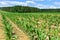 Young corn plants in a field. Maize or sweetcorn plants background. Cornfield texture. Agricultural  and farm concept