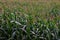 Young corn plants in a field. Maize or sweetcorn plants background. Cornfield texture. Agricultural  and farm concept