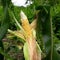 Young corn is ready to harvest with very good results