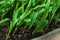 Young corn seedling closeup with waterdrops