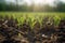 Young corn seedlings growing in a field. Young corn plants in the field. Generative AI