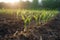 Young corn seedlings growing in a field. Young corn plants in the field. Generative AI