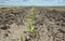 Young corn sprouts, plants growing in the corn field