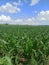 young corn trees in a field, under a cloudy sky, Serbia