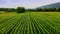 Young Cornfield with many rows near Romney, West Virginia