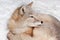 Young corsac fox is lying on the snow. Animals in wildlife.