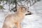 Young corsac fox is sitting on white snow. Animals in wildlife.