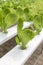 Young cos lettuce growing, hydroponic garden