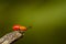 Young cotton stainer bug