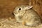 Young cottontail rabbit